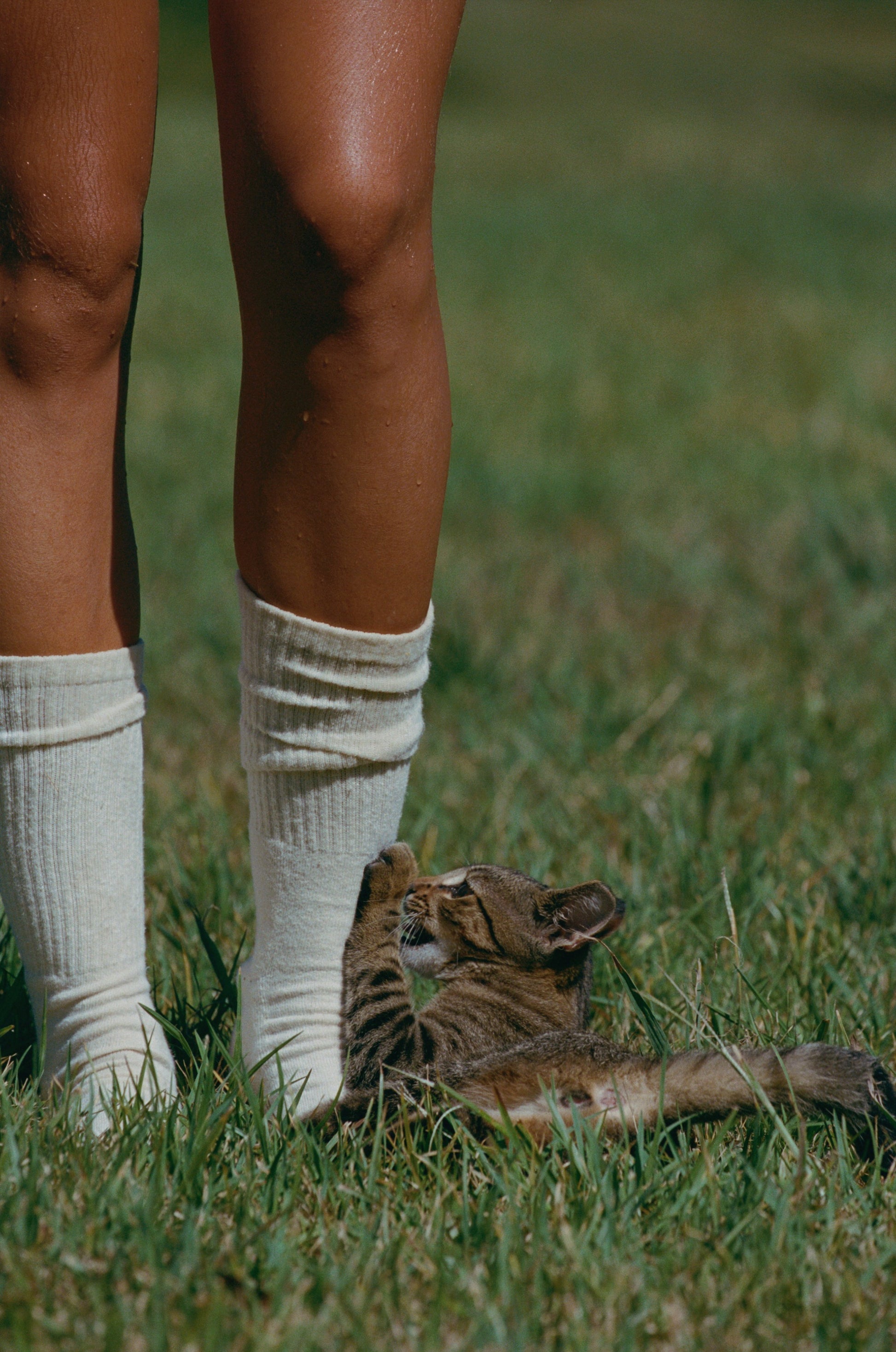 Hemp Crew Socks | Jungmaven Hemp Clothing & Accessories / Color: